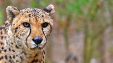 Gepard (11).jpg
